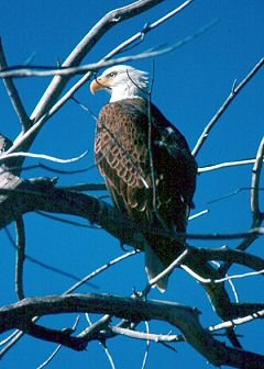 Bald Eagle photo by Barbara L. Davis