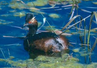 Eared Grebe. Photo by Barbara L. Davis