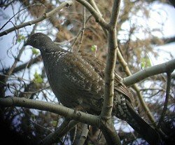 Blue Grouse