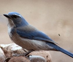 Scrub Jay