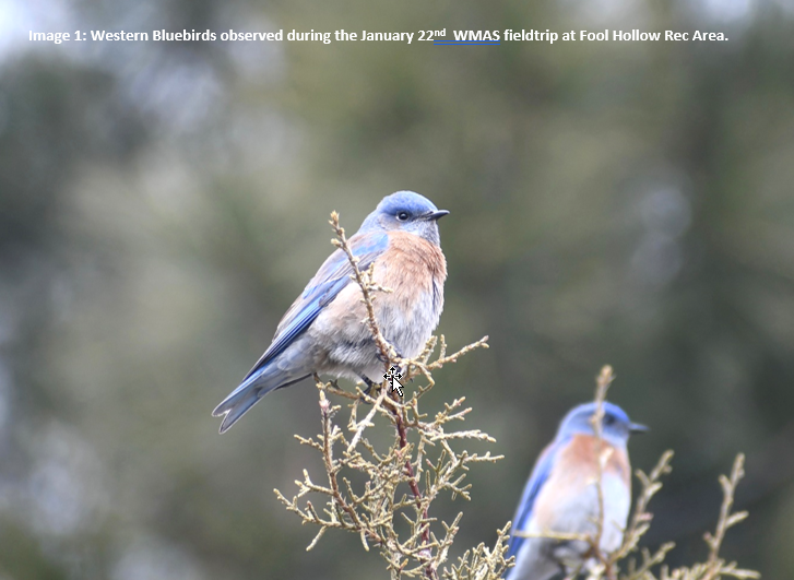 Western Bluebirds observed during the January 22nd WMAS fieldtrip at Fool Hollow Rec Area.